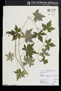 Aconitum uncinatum image