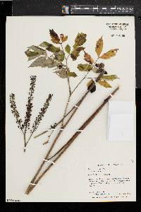 Actaea racemosa image