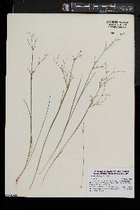 Juncus pelocarpus image