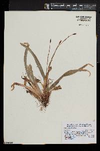 Carex plantaginea image