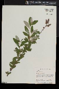 Spiraea tomentosa image