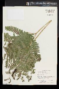 Pteridium aquilinum var. latiusculum image