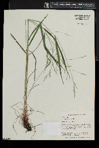 Festuca subverticillata image