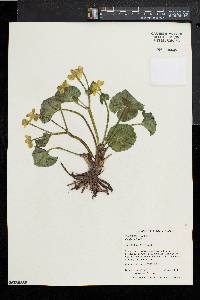 Caltha palustris image