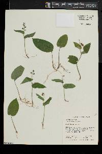 Maianthemum canadense image