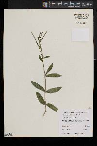 Epilobium parviflorum image