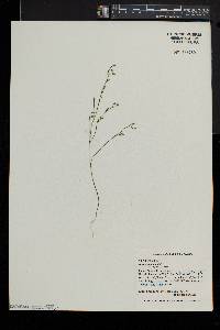 Bartonia paniculata image