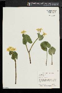 Caltha palustris image