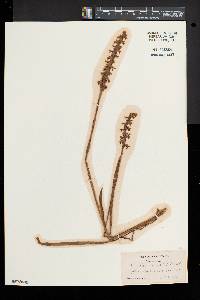 Spiranthes cernua image