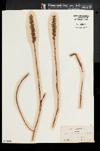 Spiranthes cernua image