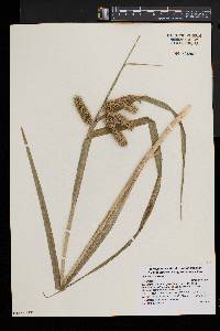 Carex comosa image