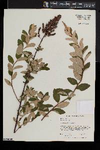 Spiraea tomentosa image