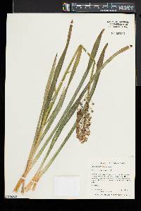 Amianthium muscitoxicum image