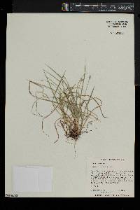 Carex willdenowii image