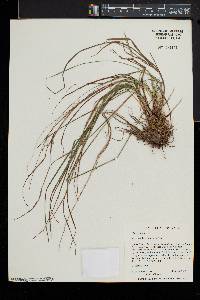 Carex paupercula image