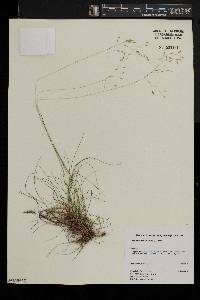 Deschampsia flexuosa image