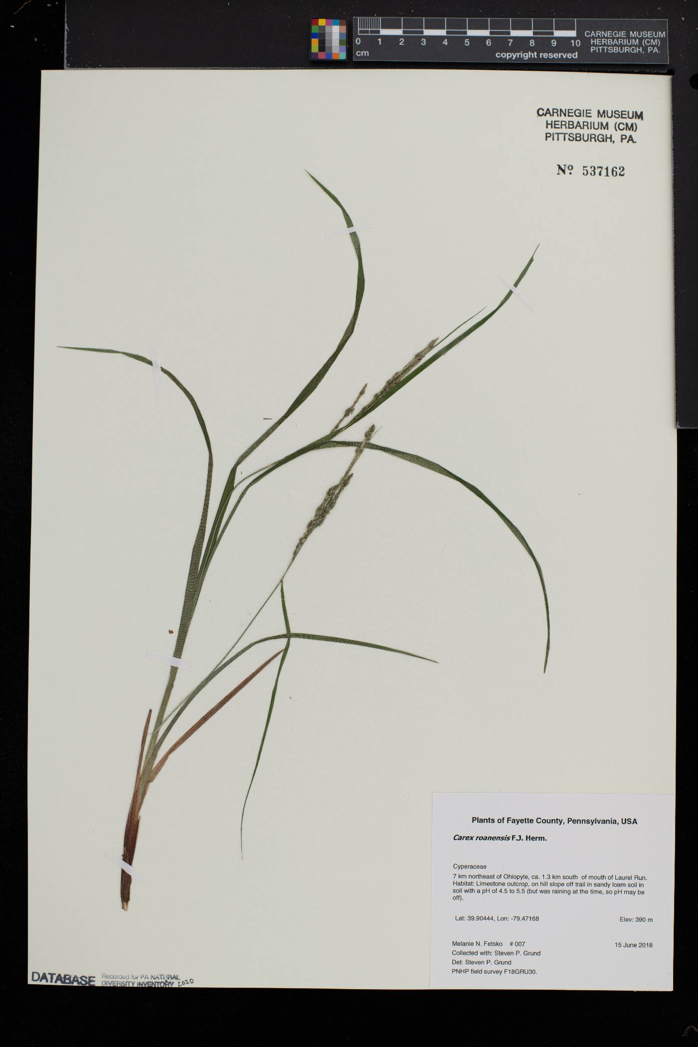 Carex roanensis image