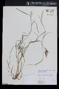 Poa saltuensis image