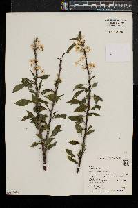 Prunus pensylvanica image