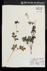 Thalictrum pubescens image