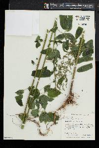 Urtica gracilis image