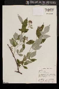 Rubus occidentalis image