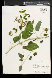 Smilax herbacea image