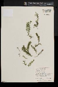 Hydrilla verticillata image