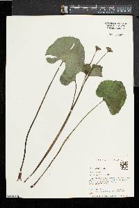 Caltha palustris image