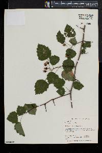 Crataegus schuettei image