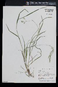 Poa trivialis image