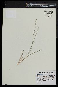 Carex seorsa image