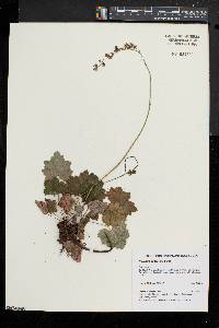 Heuchera pubescens image