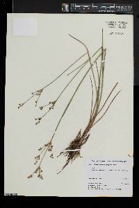 Juncus brevicaudatus image