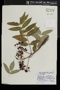 Sorbus americana image