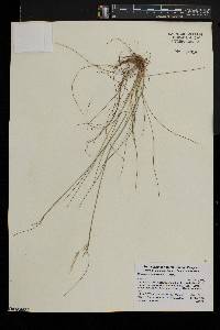 Deschampsia flexuosa image