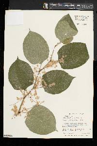 Reynoutria japonica image