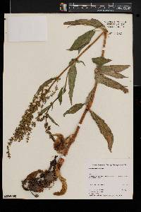 Rumex verticillatus image