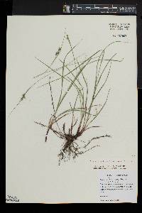 Carex swanii image