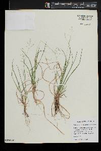 Festuca subverticillata image