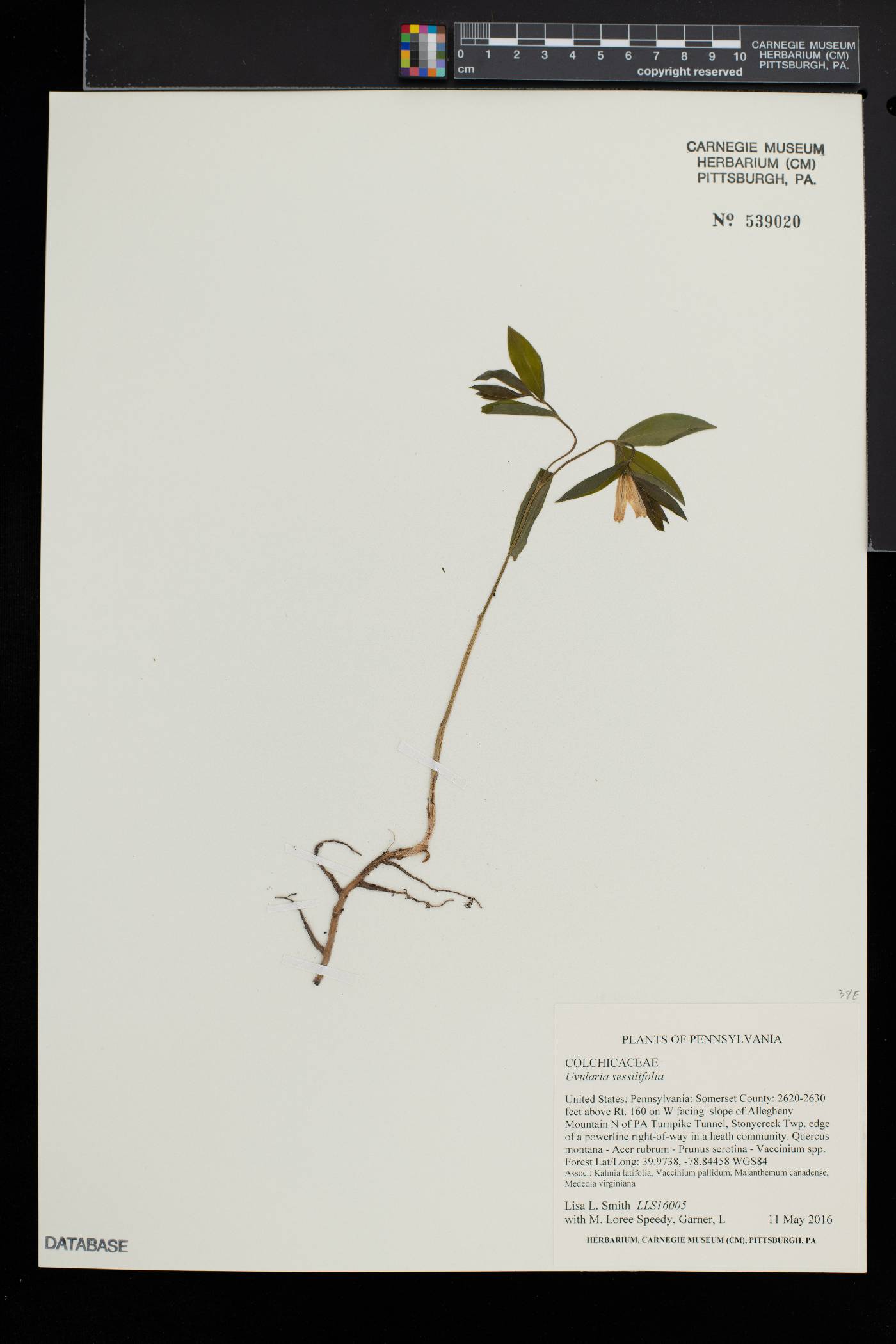 Reynoutria × bohemica image
