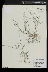 Muhlenbergia schreberi image