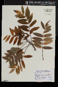 Sorbus americana image