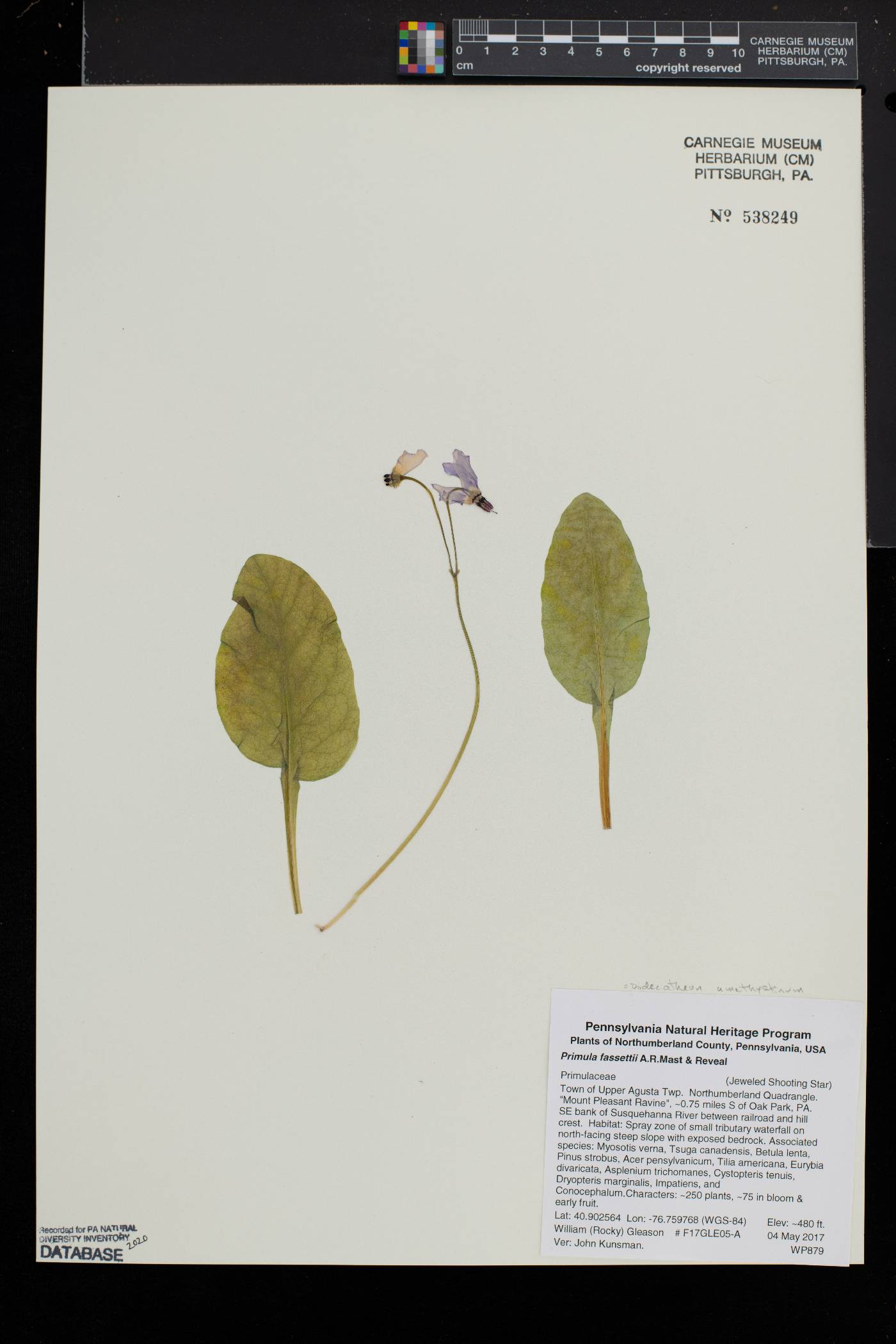 Primula fassettii image