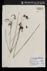 Scirpus atrocinctus image