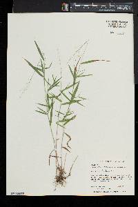 Dichanthelium dichotomum subsp. dichotomum image