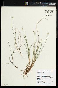 Carex pauciflora image