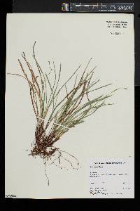 Carex woodii image