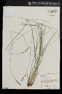 Carex bromoides image