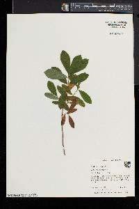 Lonicera oblongifolia image